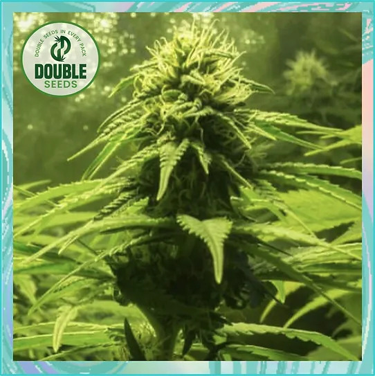 Double Seeds - The BULK - Feminized