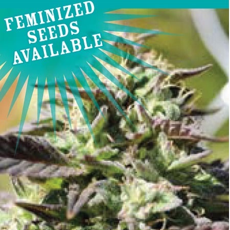 The Bling - Feminized - Humboldt Seed Company