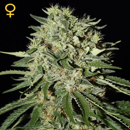 Green House Seeds The Doctor Feminized
