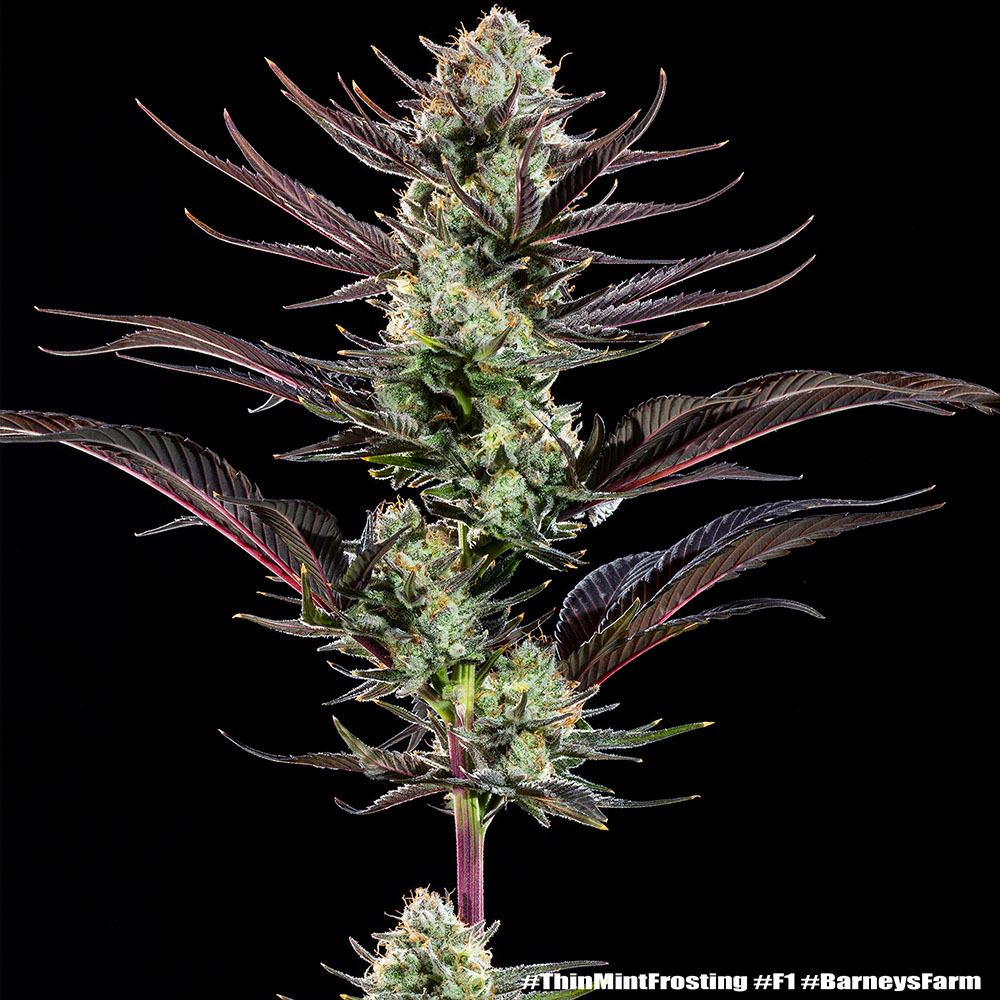 Barney's Farm Seeds - Thin Mint Frosting F1 Feminized