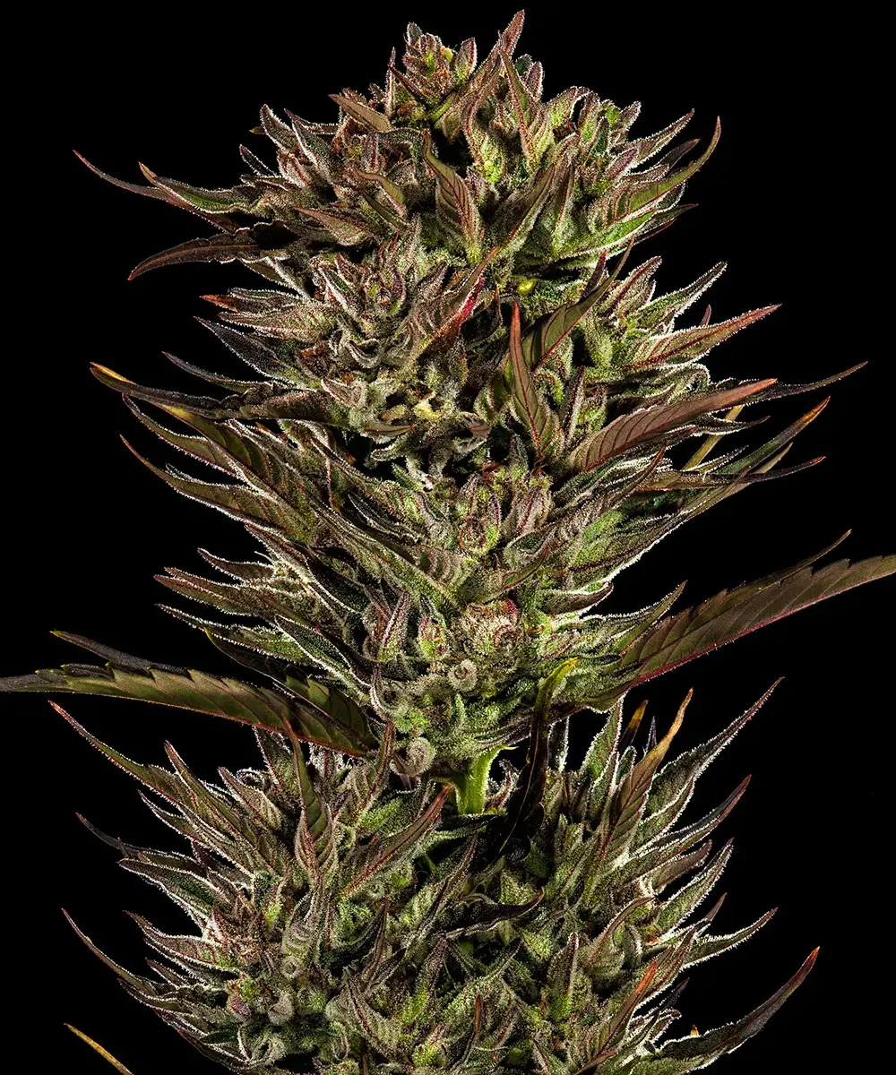 Barney's Farm Seeds - Thin Mint x Sour Pinot Auto Feminized