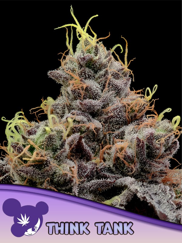 Anesia Seeds - Think Tank Feminized Anesia Seeds - Think Tank Feminized