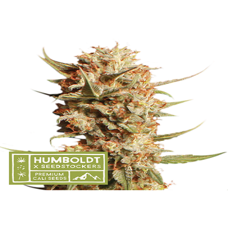 Thunder Banana Auto - Feminized - Humboldt x Seedstockers