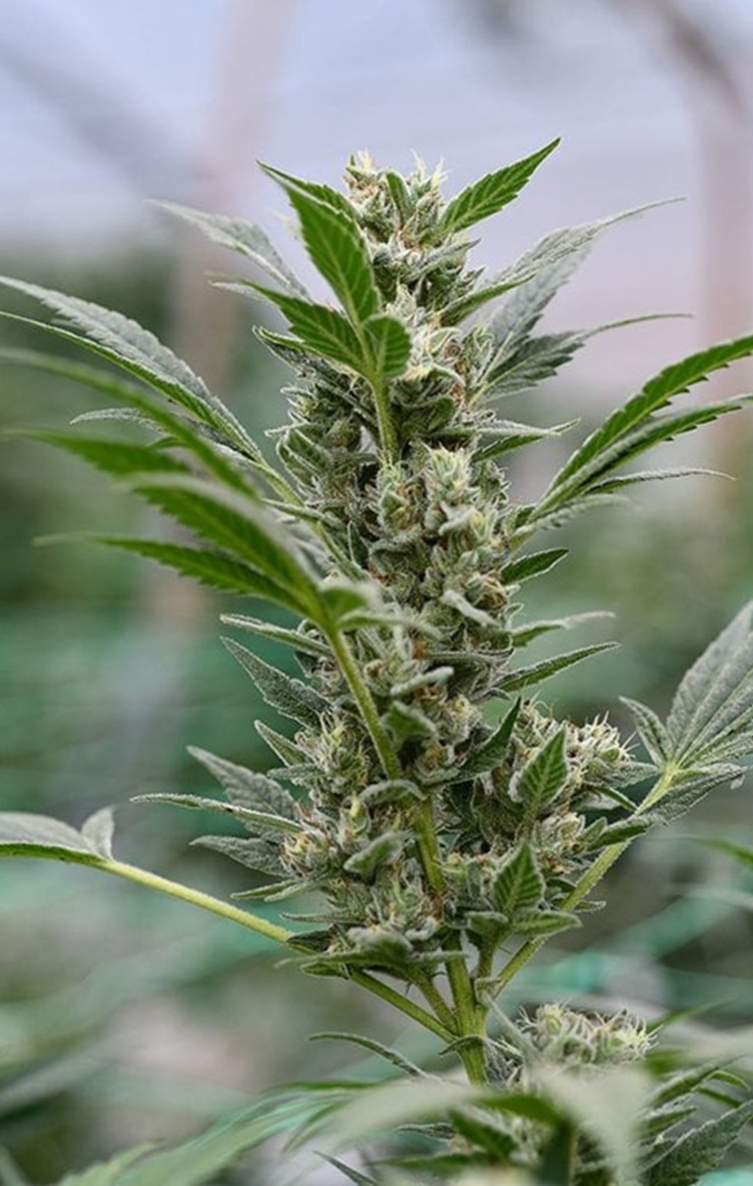 CBD Hemp Premium - Titan CBD - Feminized CBD Hemp Premium - Titan CBD - Feminized