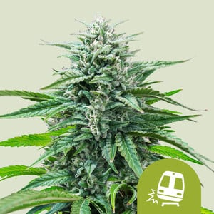 Trainwreck Auto- Feminized - Royal Queen Seeds