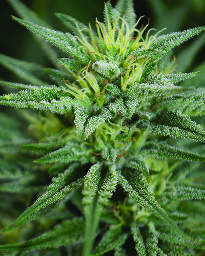 Medicann Seeds - Trainwreck CBD Regular Medicann Seeds - Trainwreck CBD Regular