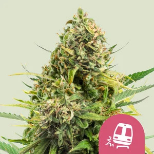 Trainwreck - Feminized - Royal Queen Seeds Trainwreck - Feminized - Royal Queen Seeds