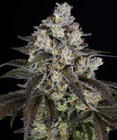 Barney's Farm Seeds - Trainwreck - Feminized