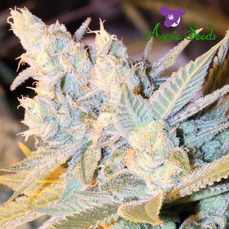 Triple Cheese Auto - Feminized - 2022 Cannabis Seed Collection