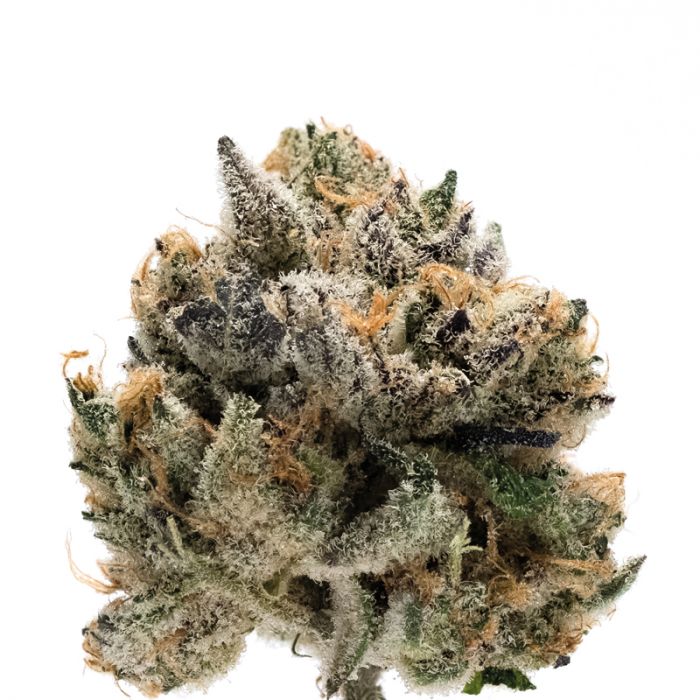 Growers Choice - Tropical Cookies Double XL Auto - Feminized Growers Choice - Tropical Cookies Double XL Auto - Feminized