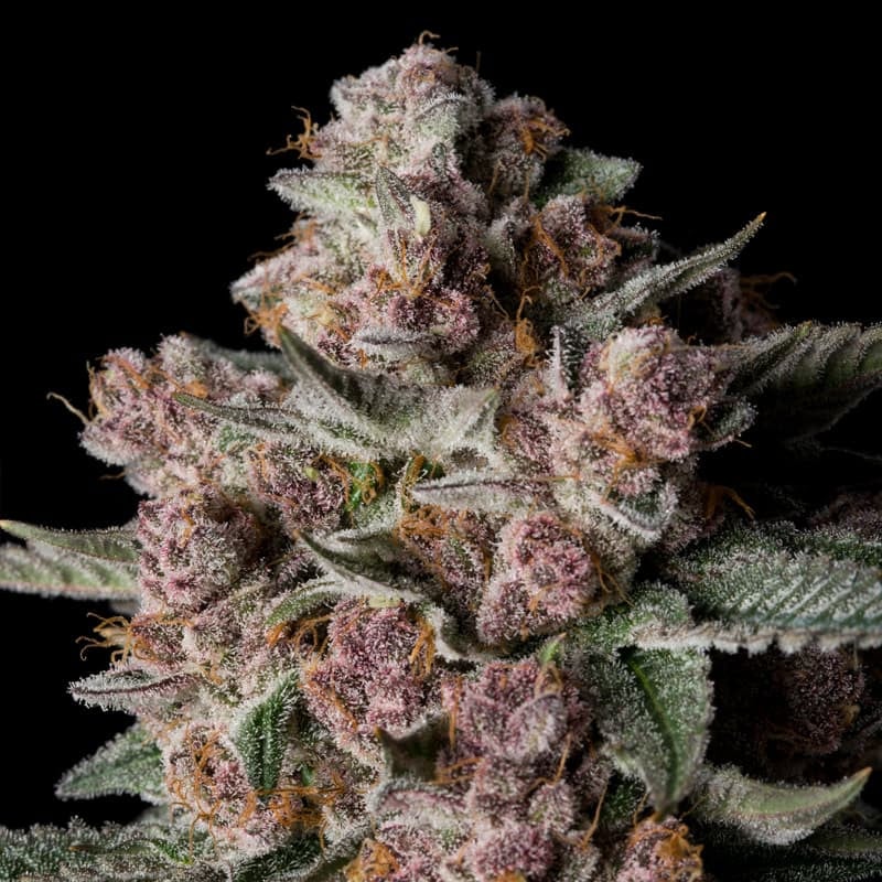 Silent Seeds - Tropical Jam - Feminized
