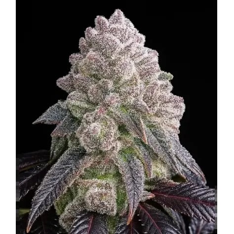 Triploid Cannabis Seeds - Tropical Sherbberry - Feminized Triploid Triploid Cannabis Seeds - Tropical Sherbberry - Feminized Triploid