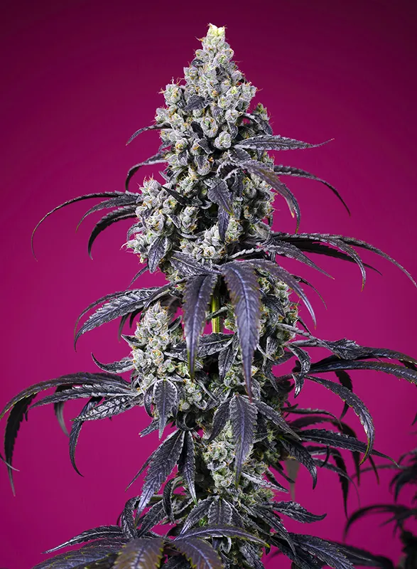 Sweet Seeds - Tropicanna Cherry XL Auto Feminized