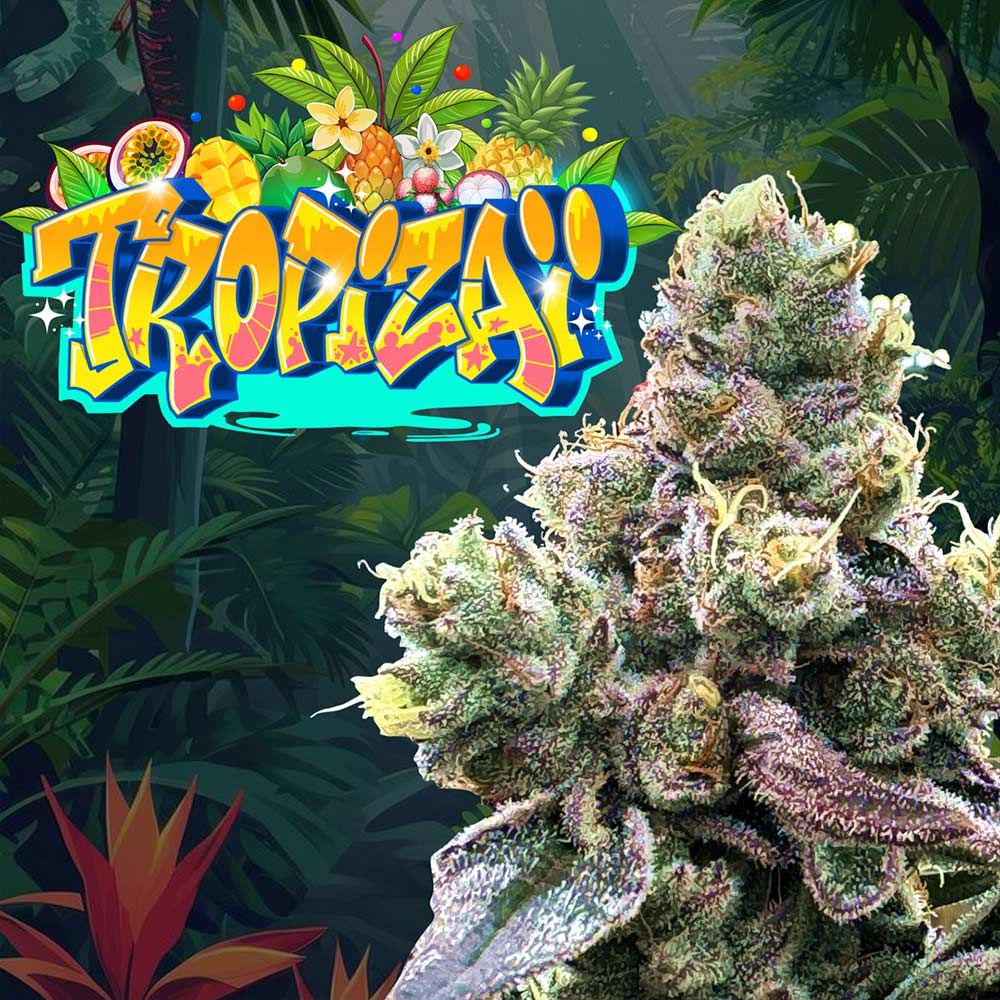 Perfect Tree Seeds - Tropizaï - Regular Perfect Tree Seeds - Tropizaï - Regular