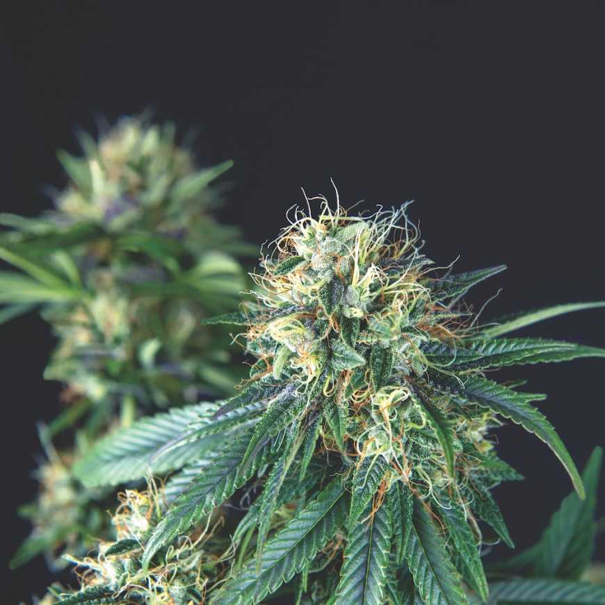 Pyramid Seeds - Tutankhamon Regular