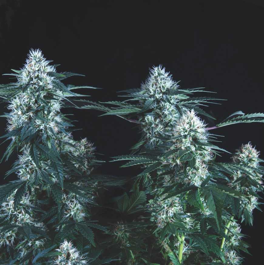 Pyramid Seeds - Tutankhamon Fast Feminized