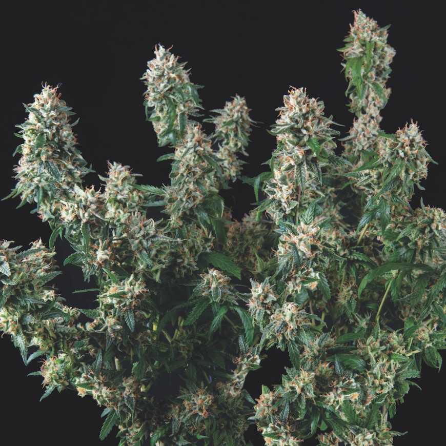 Pyramid Seeds - Tutankhamon x Cookies USA Limited Edition Gold Line Feminized