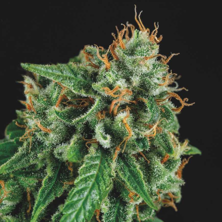 Pyramid Seeds - Tutankhamon x Gorilla Glue Limited Edition Gold Line Feminized