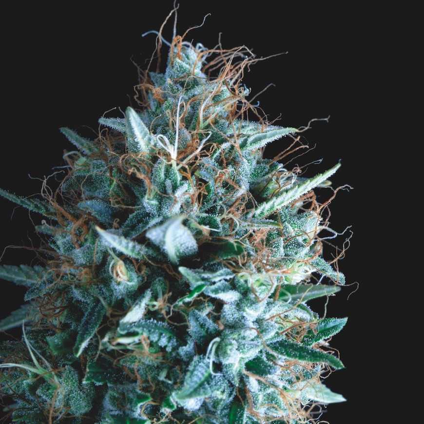 Pyramid Seeds - Tutankhamon x Runtz Limited Edition Gold Line Feminized