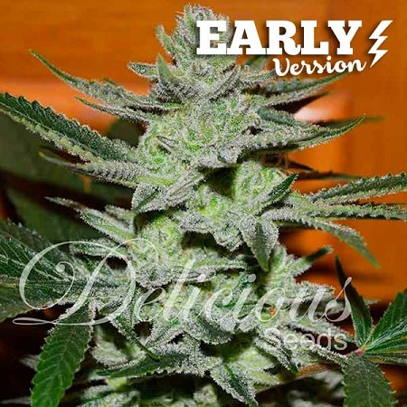 Unknown Kush Early Version - Feminized - Delicious Seeds