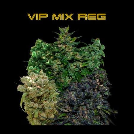 VIP Seeds VIP Reg Mix Regular