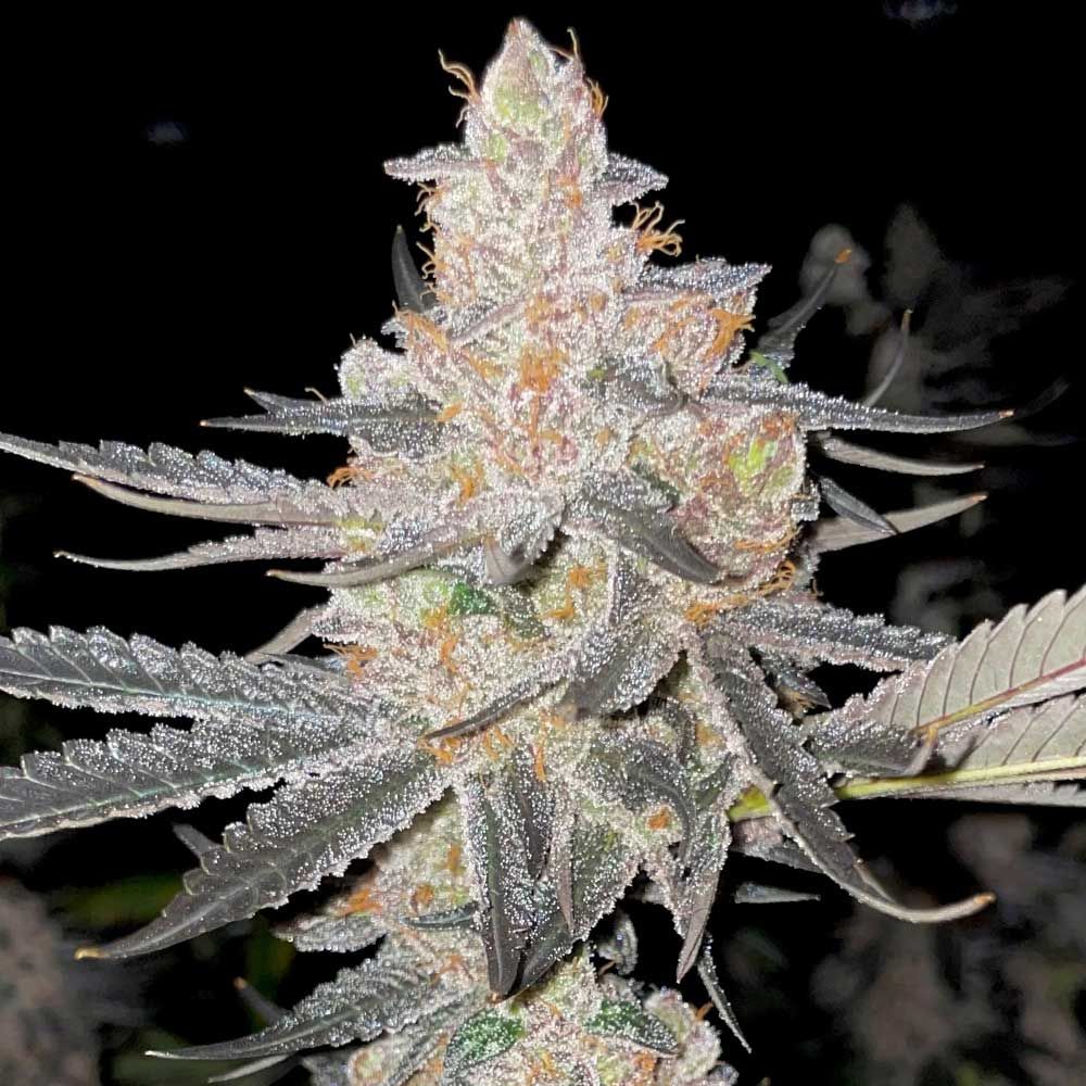 Rare Dankness Seeds - Vaders Starkiller - Feminized Rare Dankness Seeds - Vaders Starkiller - Feminized