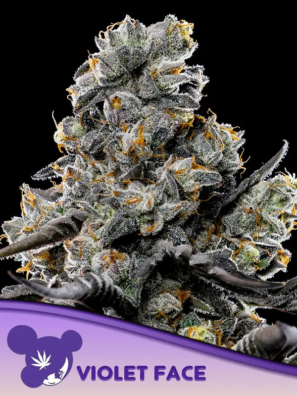 Violet Face - Feminized - Anesia Seeds Violet Face - Feminized - Anesia Seeds