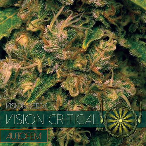 Vision Seeds - Vision Critical Auto Feminized