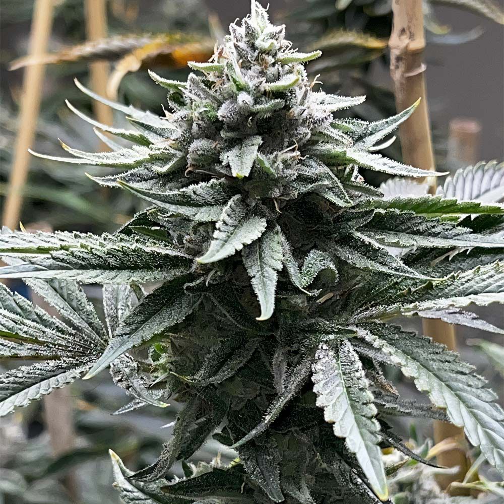 Tiki Madman x Mosca Seeds - Watermelon ZaZa S1 - Feminized Tiki Madman x Mosca Seeds - Watermelon ZaZa S1 - Feminized