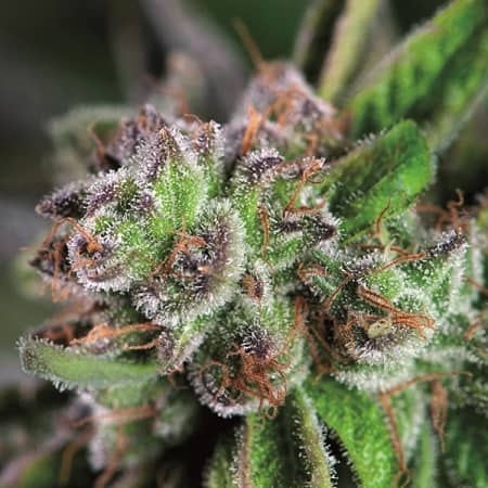 Watermelon Zkittlez - Feminized - Pyramid Seeds