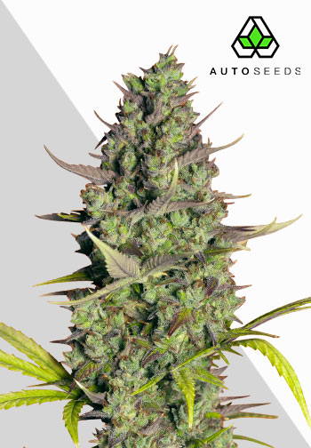 Auto Seeds - Wedding Cake Auto Feminised