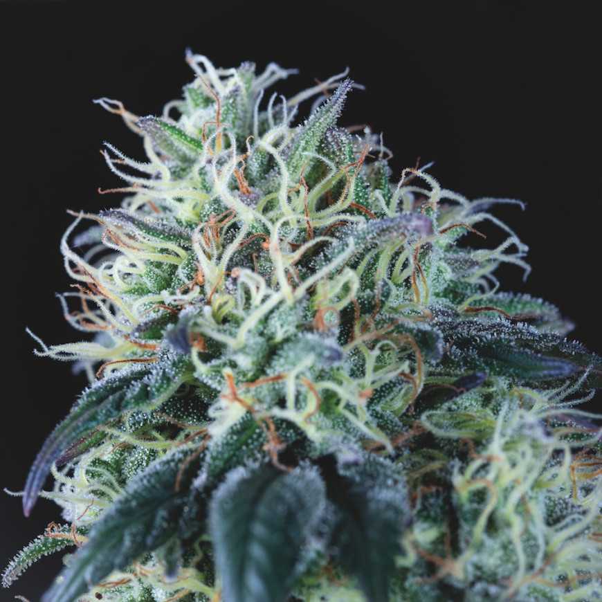 Pyramid Seeds - Wembley Regular