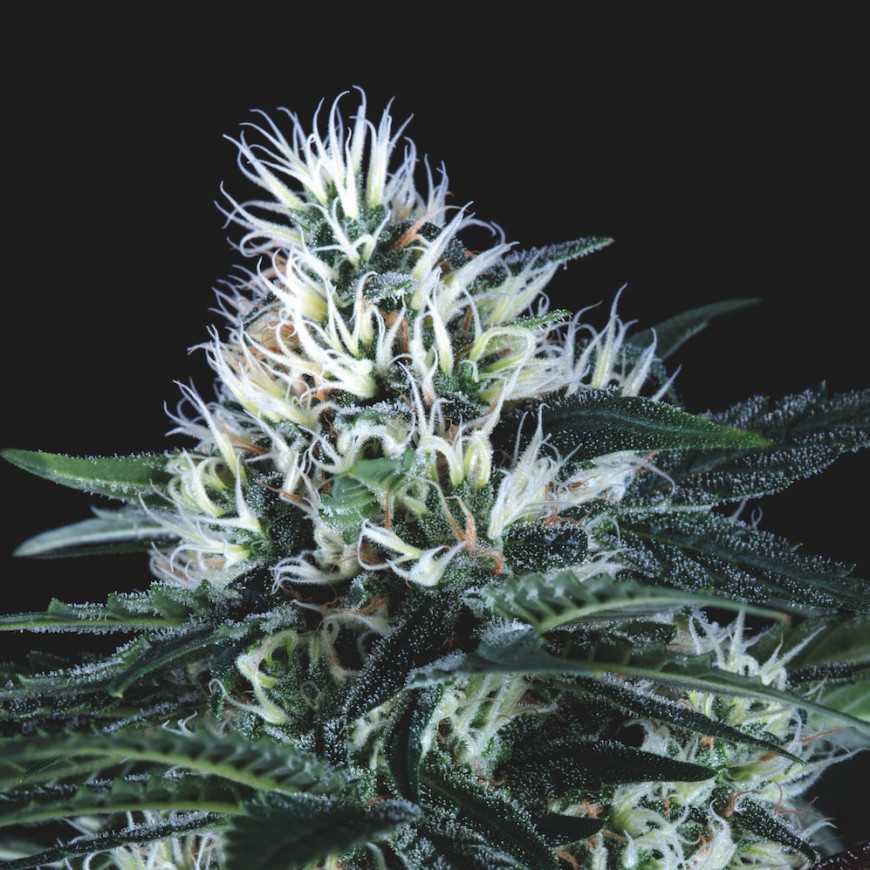 Pyramid Seeds - Wembley Fast Feminized