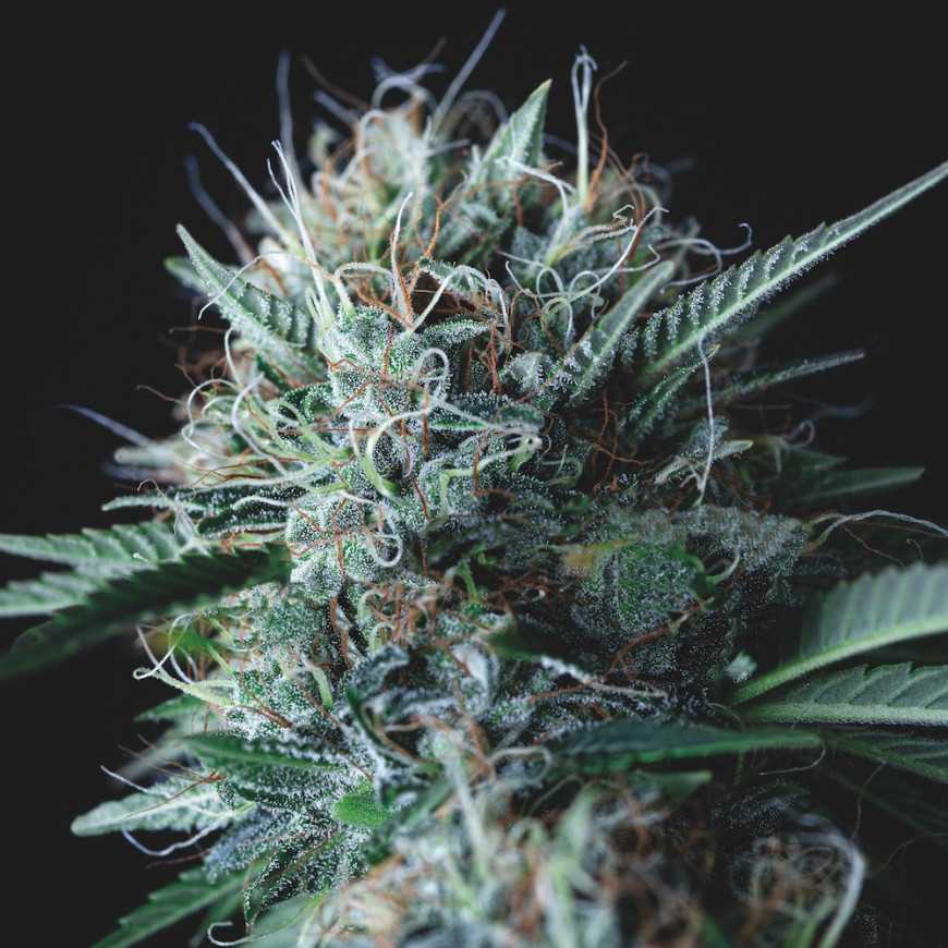 Pyramid Seeds - Wembley x Mendocino Limited Edition Gold Line Feminized