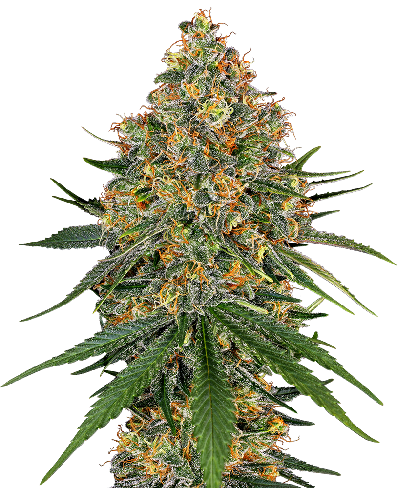 White Cheese - Feminized - White Label Seeds 