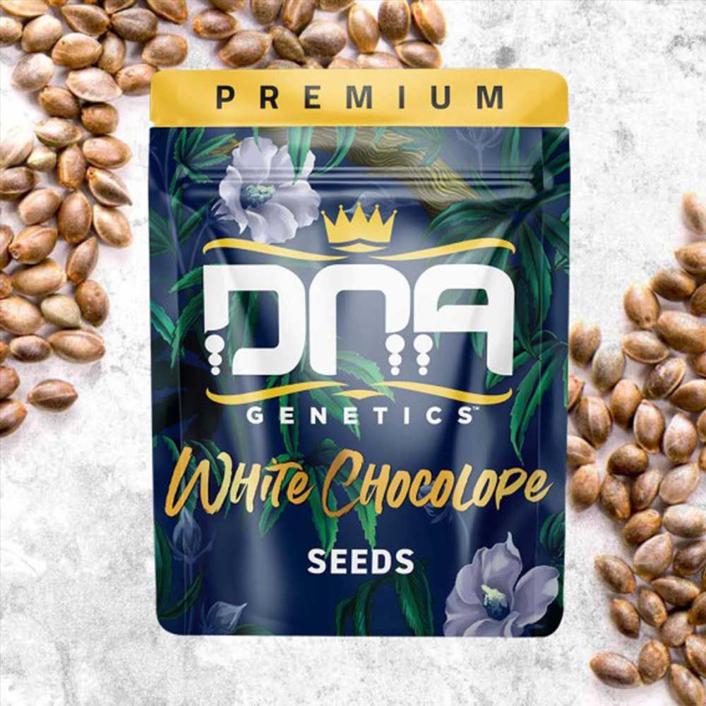 DNA Genetics - White Chocolope Feminized Cannabis Seeds 