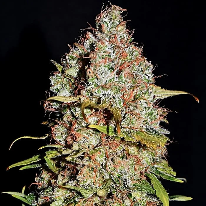 Empire Seeds - White Truffle - Feminized Empire Seeds - White Truffle - Feminized