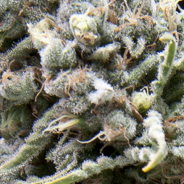 Pyramid Seeds White Widow CBD Auto - Feminized