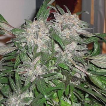 Phoenix Seeds - White Widow Express Auto Feminised Phoenix Seeds - White Widow Express Auto Feminised