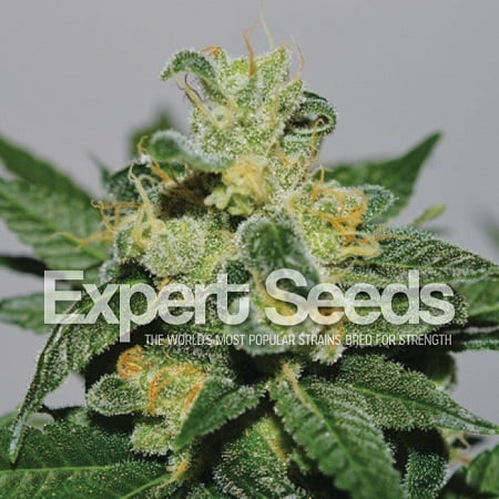 White Gold – Feminized – Expert Seeds