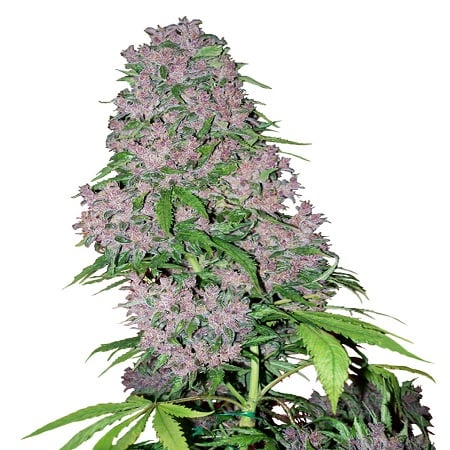 Purple Bud - Feminized - White Label