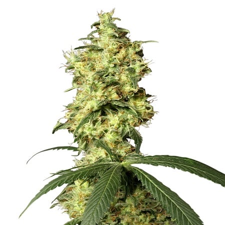 White Widow Auto - Feminized - 2023 Cannabis Seed Collection