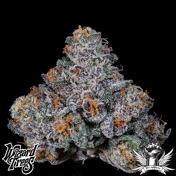 Wizard Trees Genetics Big Ben - Feminized