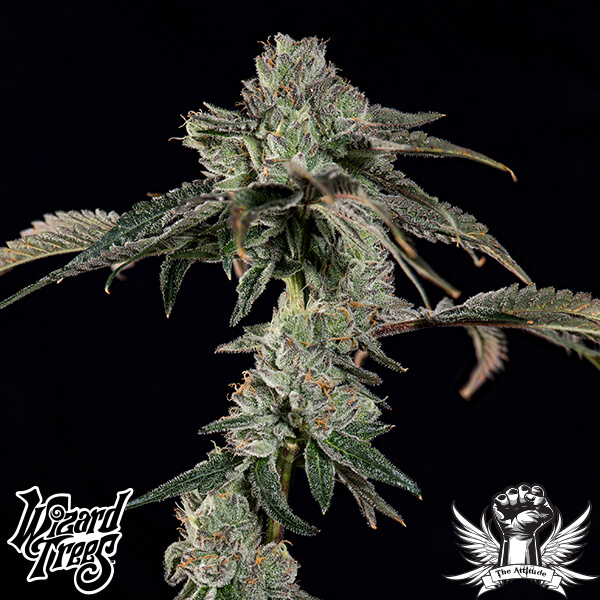 Wizard Trees Genetics Boiler Room - Feminized