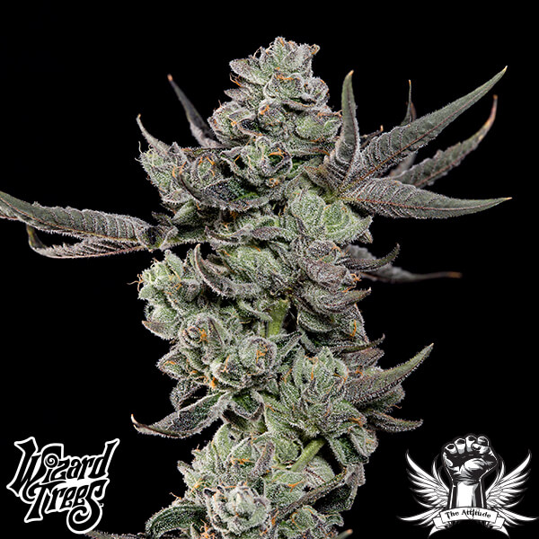 Wizard Trees Genetics Cali Tings - Feminized