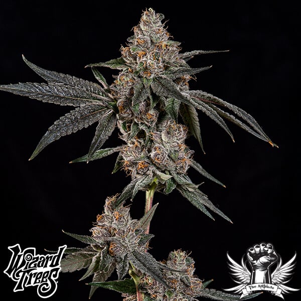 Wizard Trees Genetics Grand Prixx - Feminized