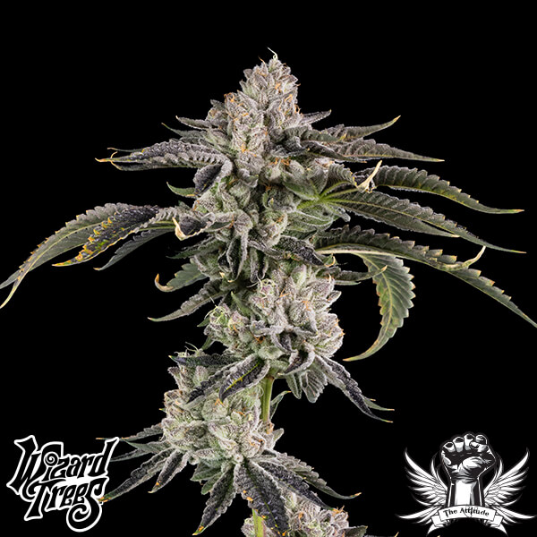Wizard Trees Genetics Gridlock - Feminized