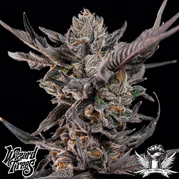 Wizard Trees Genetics Knightcap - Feminized