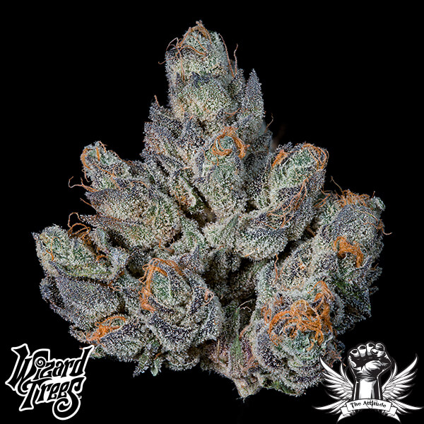 Wizard Trees Genetics Last Pour - Feminized