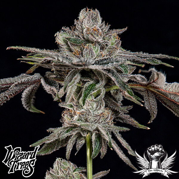 Wizard Trees Genetics P's & Z's - Feminized